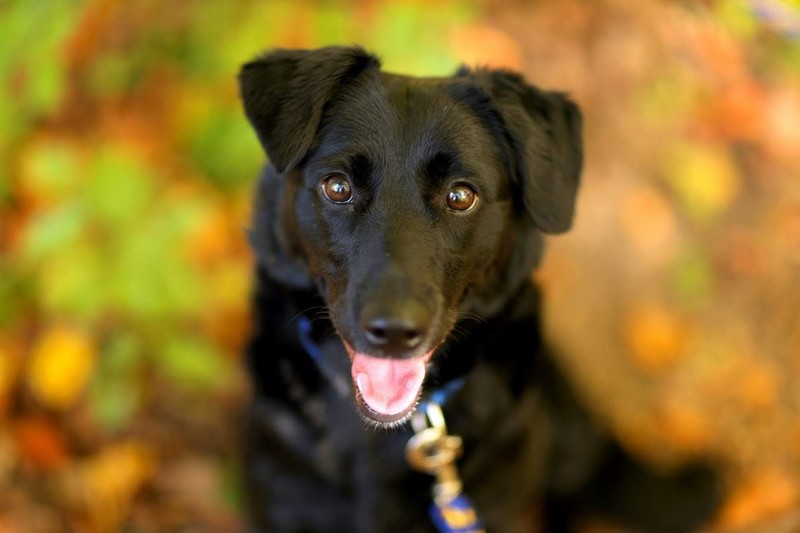 Galeria pod psem i kotem (Odc.23) zdjęcie nr 186266