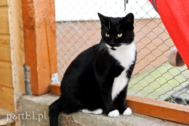 Elbląg Galeria pod psem i kotem (Odc.23)