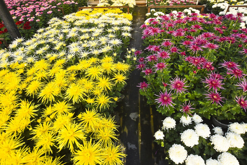 Chryzantemy - nie tylko te złociste zdjęcie nr 187107