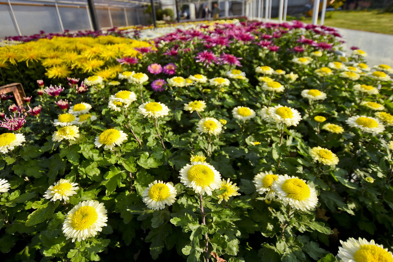 Chryzantemy - nie tylko te złociste zdjęcie nr 187108