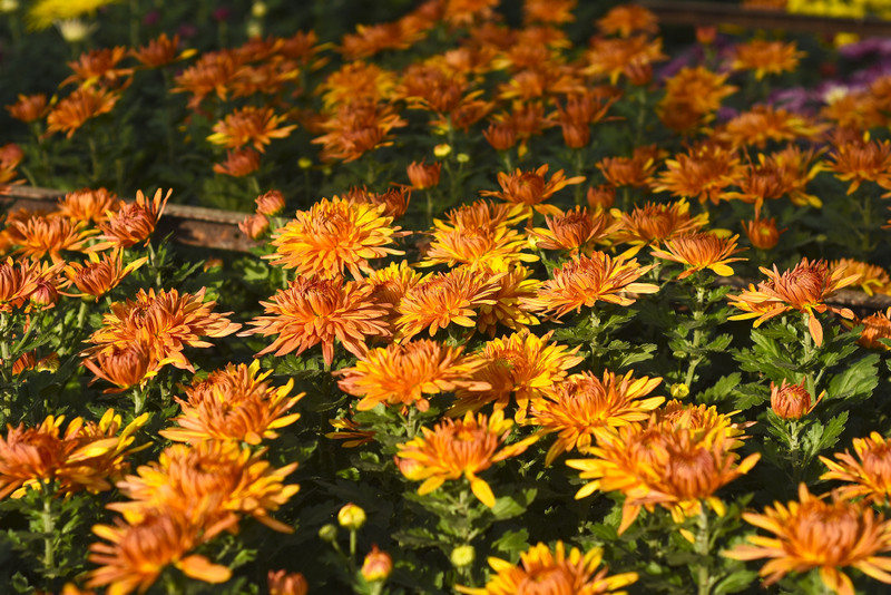 Chryzantemy - nie tylko te złociste zdjęcie nr 187109