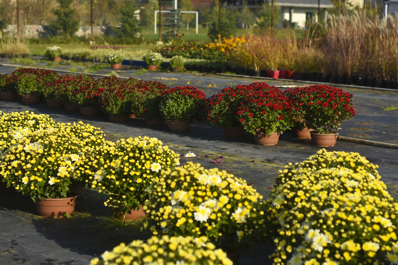 Chryzantemy - nie tylko te złociste zdjęcie nr 187116