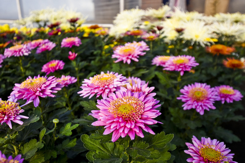 Chryzantemy - nie tylko te złociste zdjęcie nr 187102