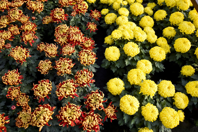 Elbląg Chryzantemy - nie tylko te złociste