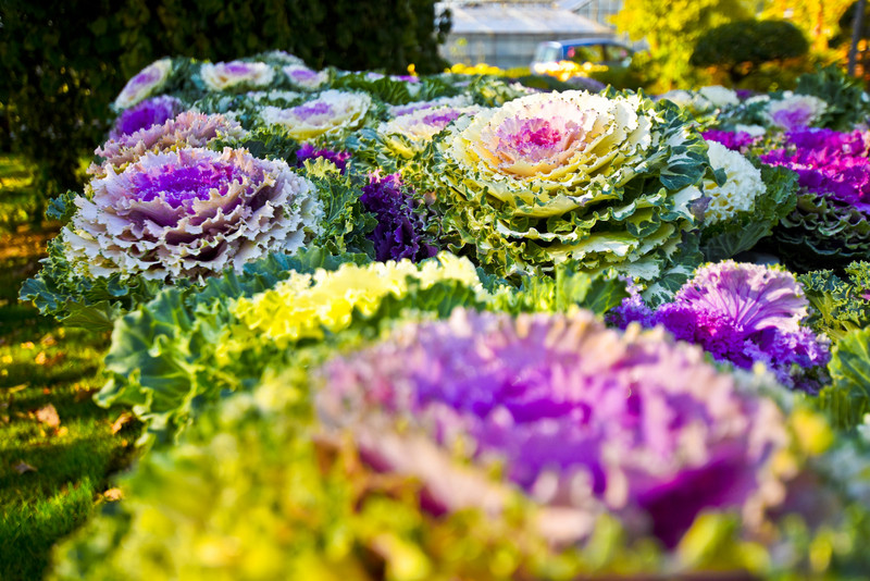 Chryzantemy - nie tylko te złociste zdjęcie nr 187133