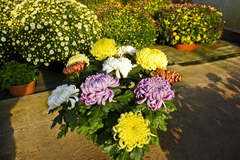 Chryzantemy - nie tylko te złociste zdjęcie nr 187126