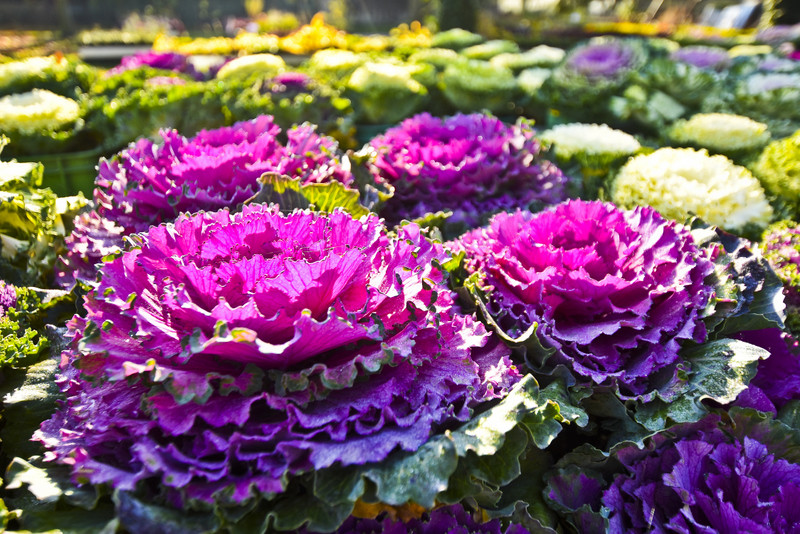 Chryzantemy - nie tylko te złociste zdjęcie nr 187132