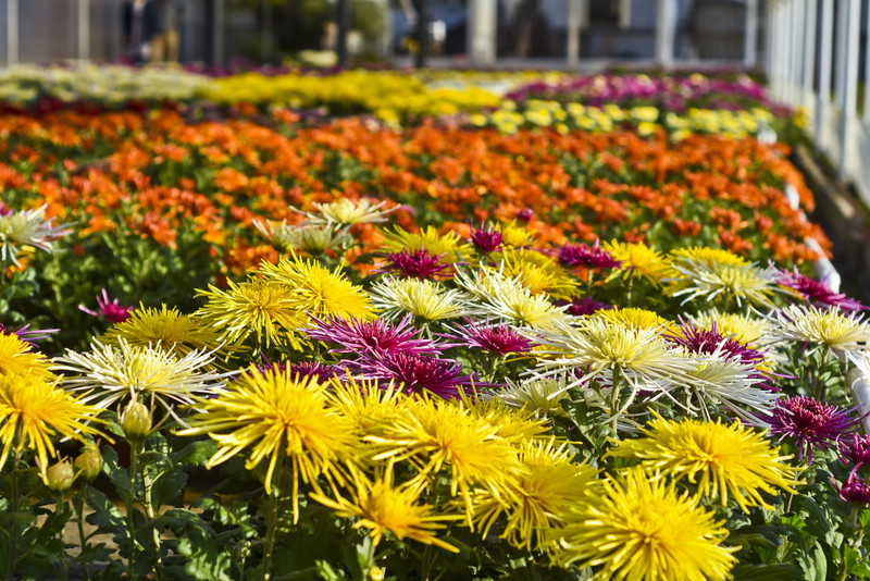 Chryzantemy - nie tylko te złociste zdjęcie nr 187110