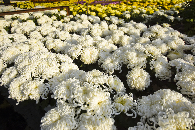 Chryzantemy - nie tylko te złociste zdjęcie nr 187105