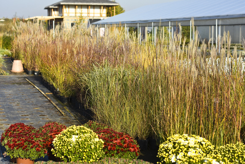 Chryzantemy - nie tylko te złociste zdjęcie nr 187117