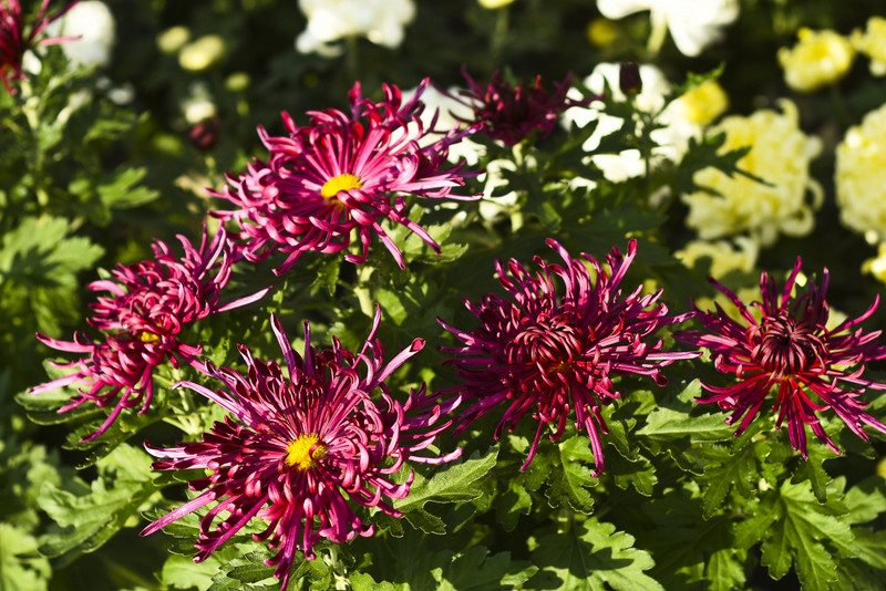 Chryzantemy - nie tylko te złociste zdjęcie nr 187113