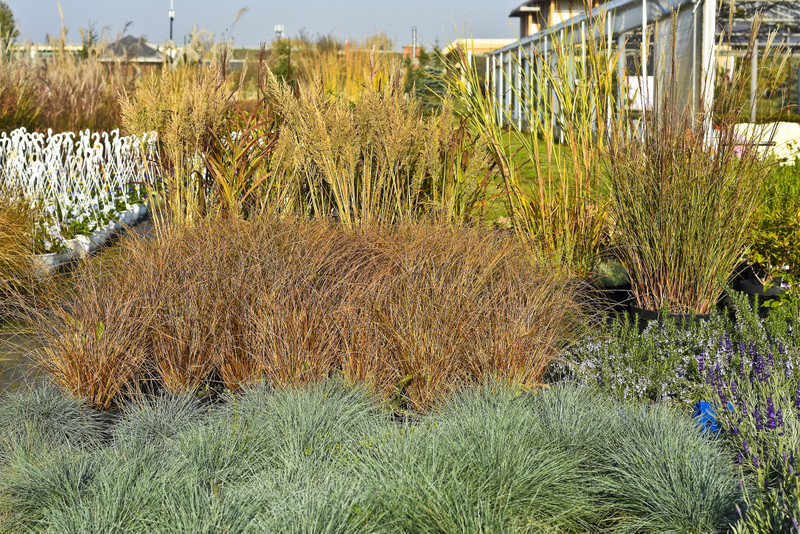 Chryzantemy - nie tylko te złociste zdjęcie nr 187118