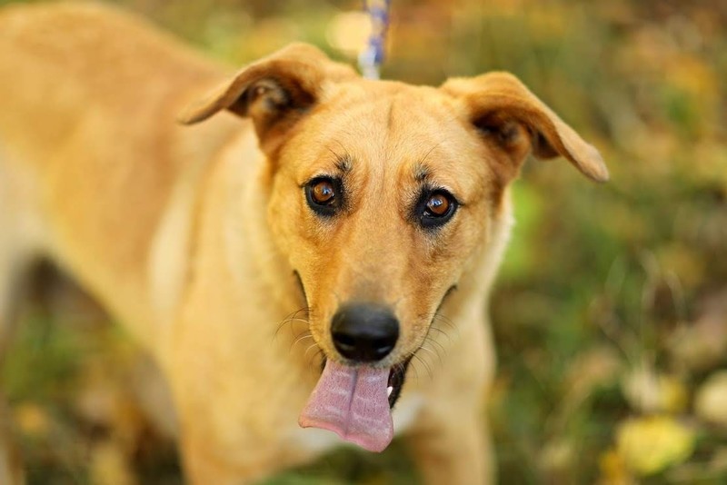 Elbląg Galeria pod psem i kotem (Odc.24)