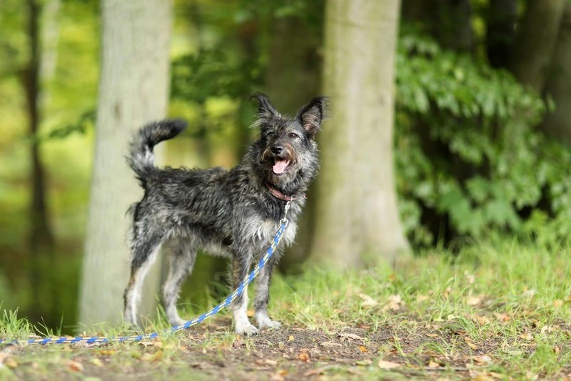 Galeria pod psem i kotem (Odc.25) zdjęcie nr 187639