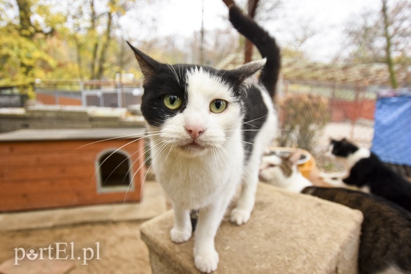 Galeria pod psem i kotem (Odc.28) zdjęcie nr 189135