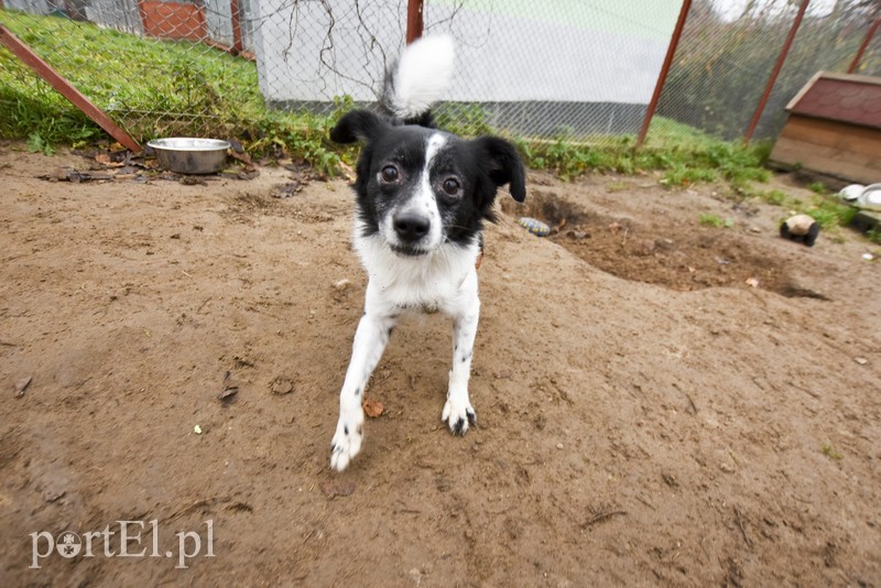 Galeria pod psem i kotem (Odc.28) zdjęcie nr 189125