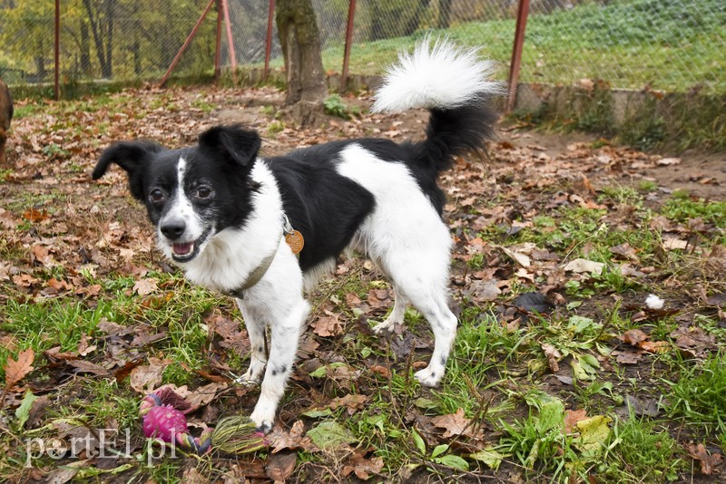 Galeria pod psem i kotem (Odc.28) zdjęcie nr 189131