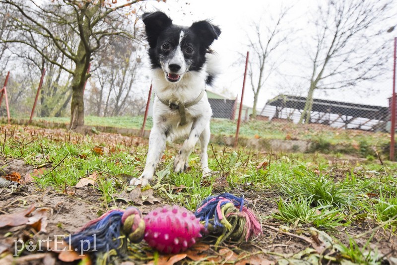 Galeria pod psem i kotem (Odc.28) zdjęcie nr 189132