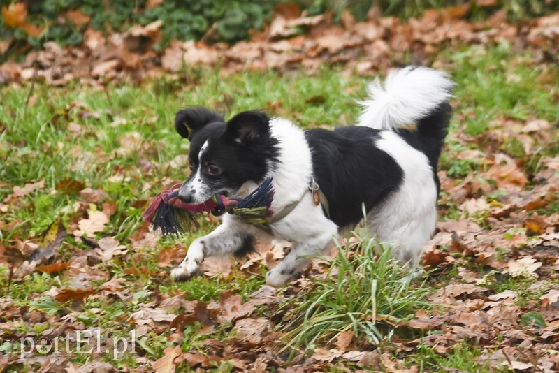 Galeria pod psem i kotem (Odc.28) zdjęcie nr 189129
