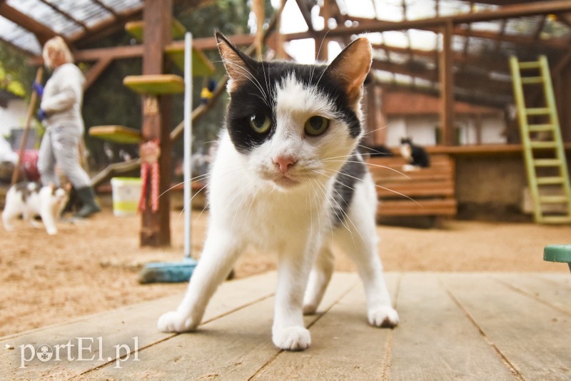 Galeria pod psem i kotem (Odc.28) zdjęcie nr 189137