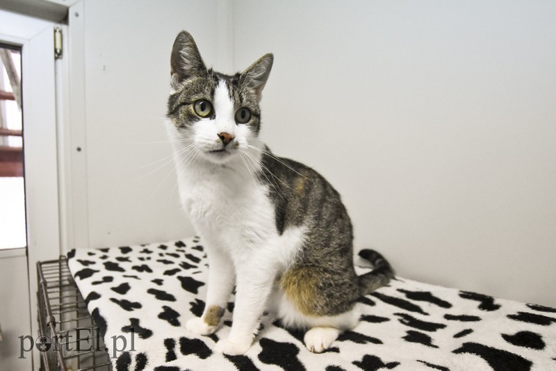 Galeria pod psem i kotem (Odc.29) zdjęcie nr 189718