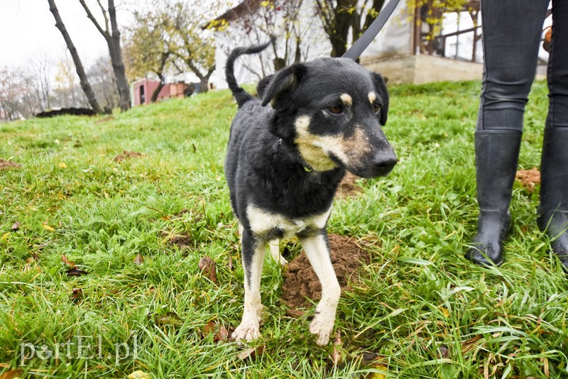 Elbląg Galeria pod psem i kotem (Odc.30)
