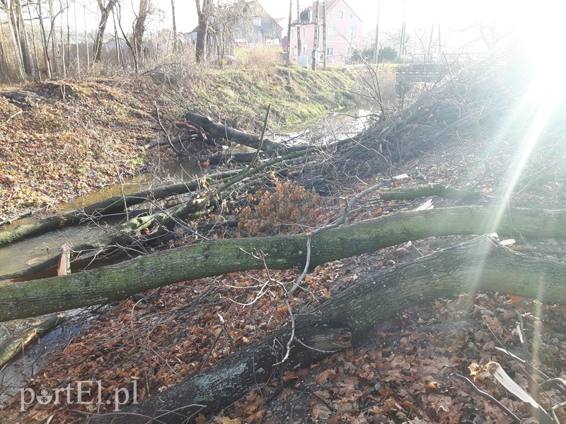 Elbląg Wycięte drzewa blokują rzekę