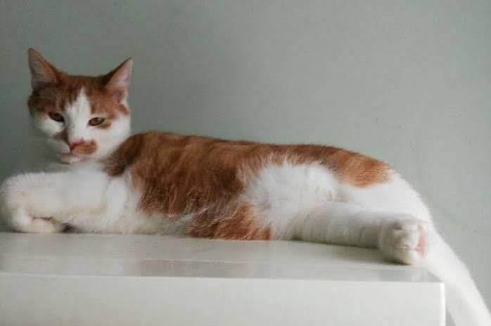 Elbląg Galeria pod psem i kotem (Odc.31)