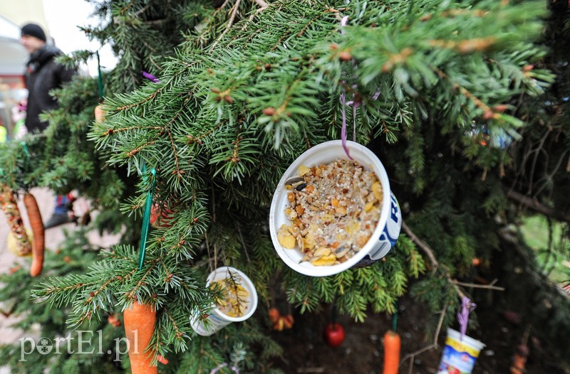 Tu ozdobą są ziarna i marchewki zdjęcie nr 191221