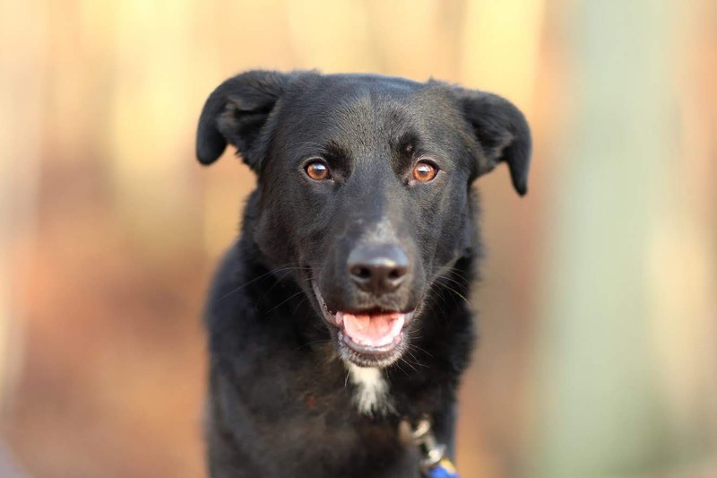 Galeria pod psem i kotem (Odc.34) zdjęcie nr 191806
