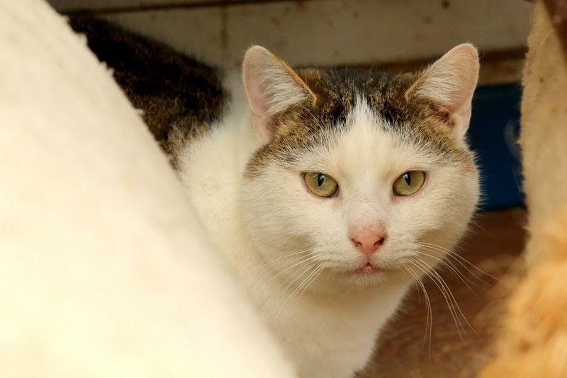 Galeria pod psem i kotem (Odc.35) zdjęcie nr 192203