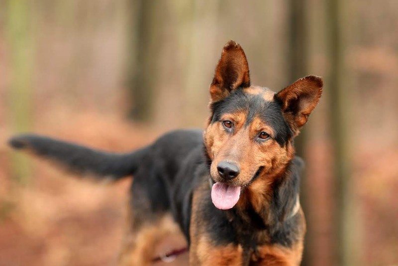 Galeria pod psem i kotem (Odc.35) zdjęcie nr 192197