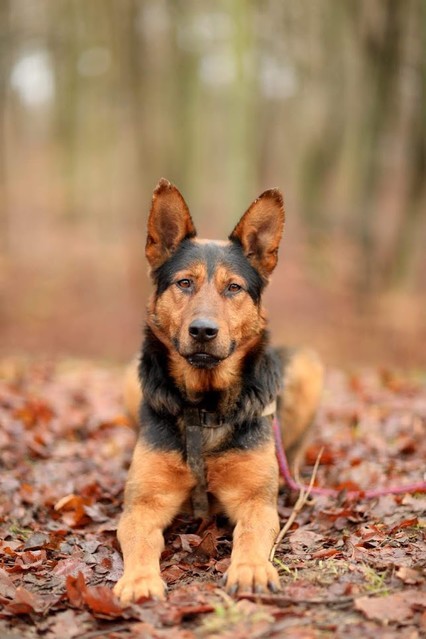 Galeria pod psem i kotem (Odc.35) zdjęcie nr 192200