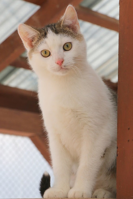 Galeria pod psem i kotem (Odc.35) zdjęcie nr 192202