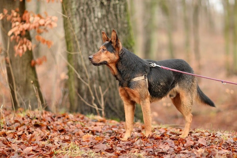 Galeria pod psem i kotem (Odc.35) zdjęcie nr 192199