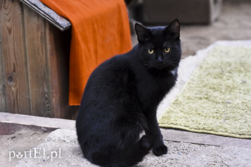 Elbląg Galeria pod psem i kotem (Odc.37)