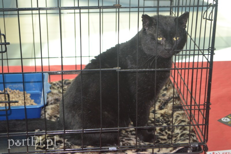 Czekamy na was w schronisku zdjęcie nr 194923