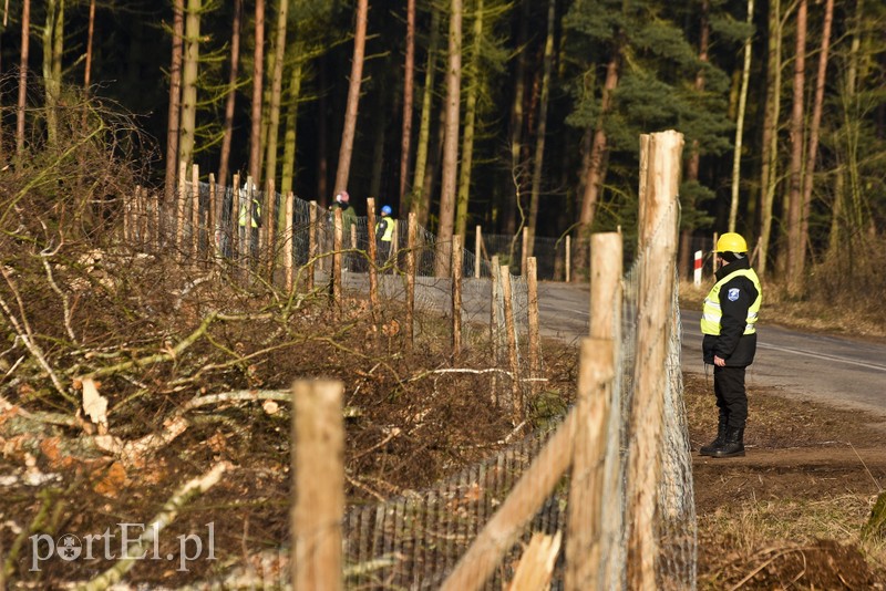 Wycinka, która budzi emocje zdjęcie nr 195040