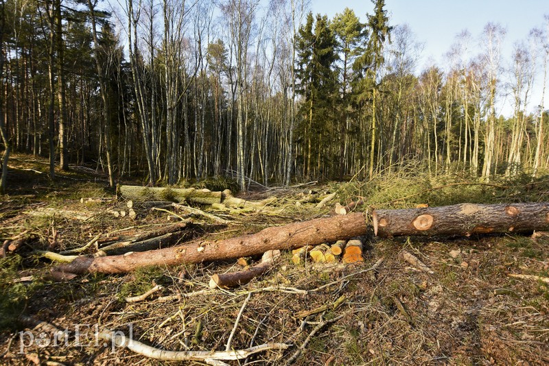 Wycinka, która budzi emocje zdjęcie nr 195034