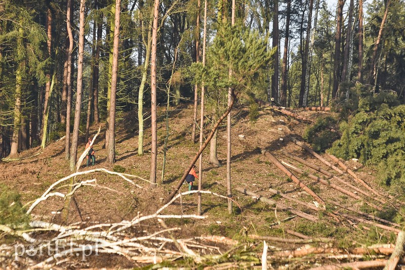 Wycinka, która budzi emocje zdjęcie nr 195038