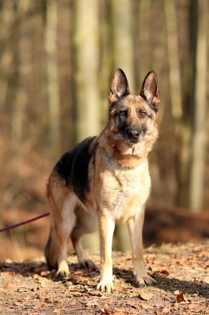 Galeria pod psem i kotem (Odc.42) zdjęcie nr 195524