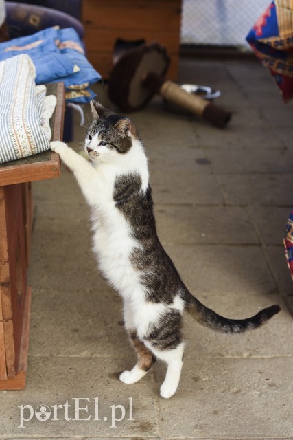 Elbląg Galeria pod psem i kotem (Odc.43)