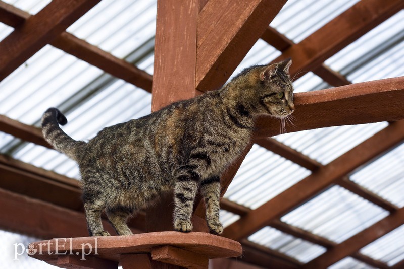 Galeria pod psem i kotem (Odc.44) zdjęcie nr 196104
