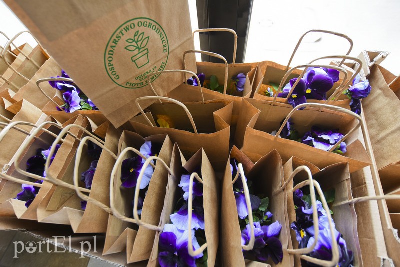 Elbląg Wiosna, ach to ty!