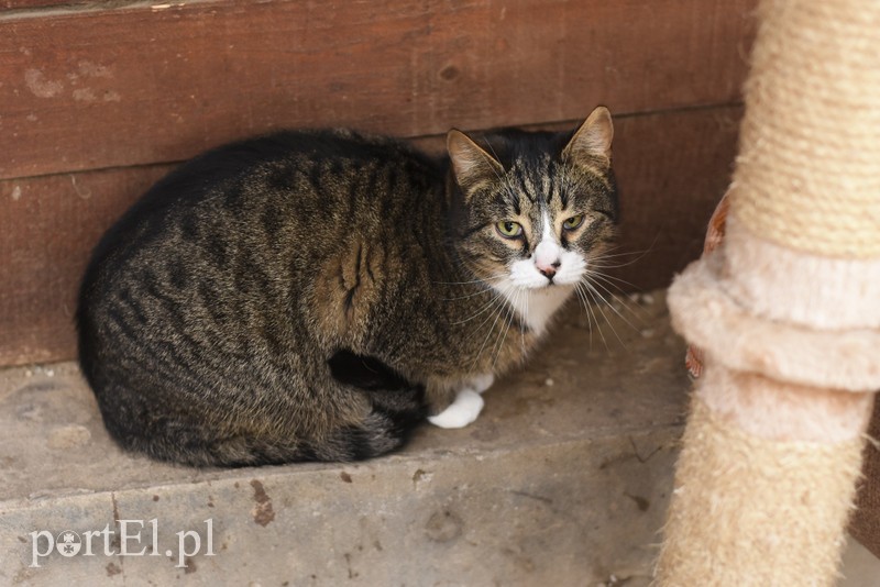 Galeria pod psem i kotem (Odc.47) zdjęcie nr 197503