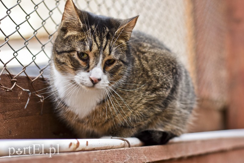 Galeria pod psem i kotem (Odc.47) zdjęcie nr 197500
