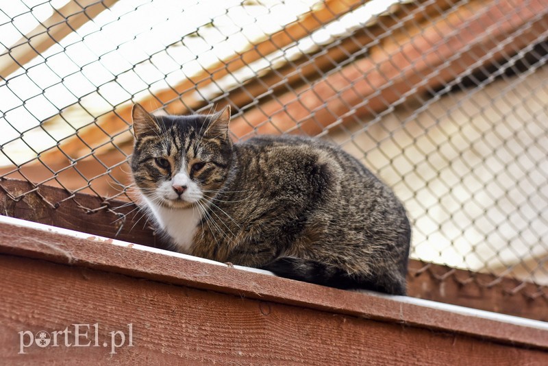 Galeria pod psem i kotem (Odc.47) zdjęcie nr 197498