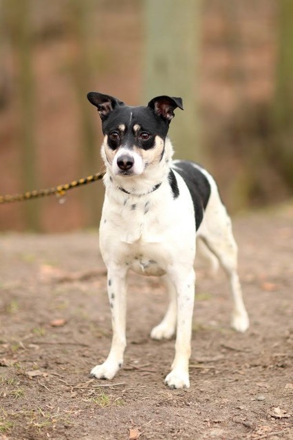 Galeria pod psem i kotem (Odc.47) zdjęcie nr 197507