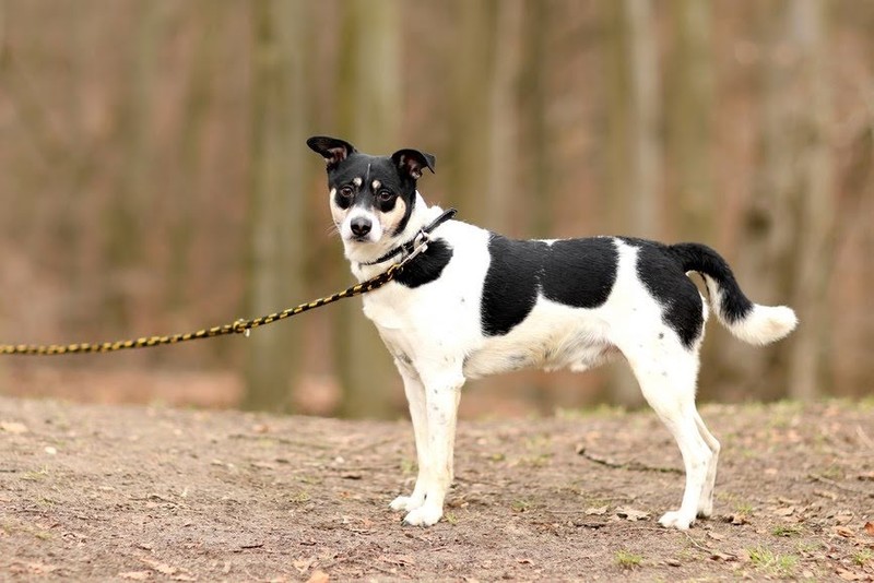 Galeria pod psem i kotem (Odc.47) zdjęcie nr 197504