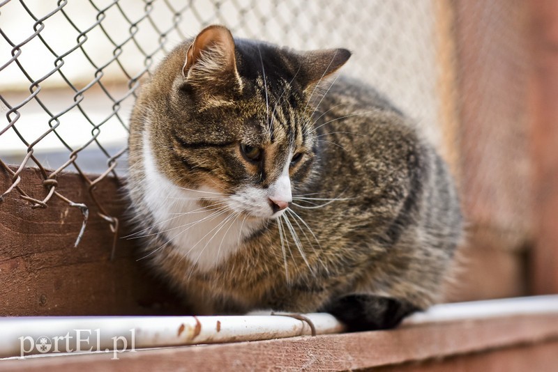 Galeria pod psem i kotem (Odc.47) zdjęcie nr 197499